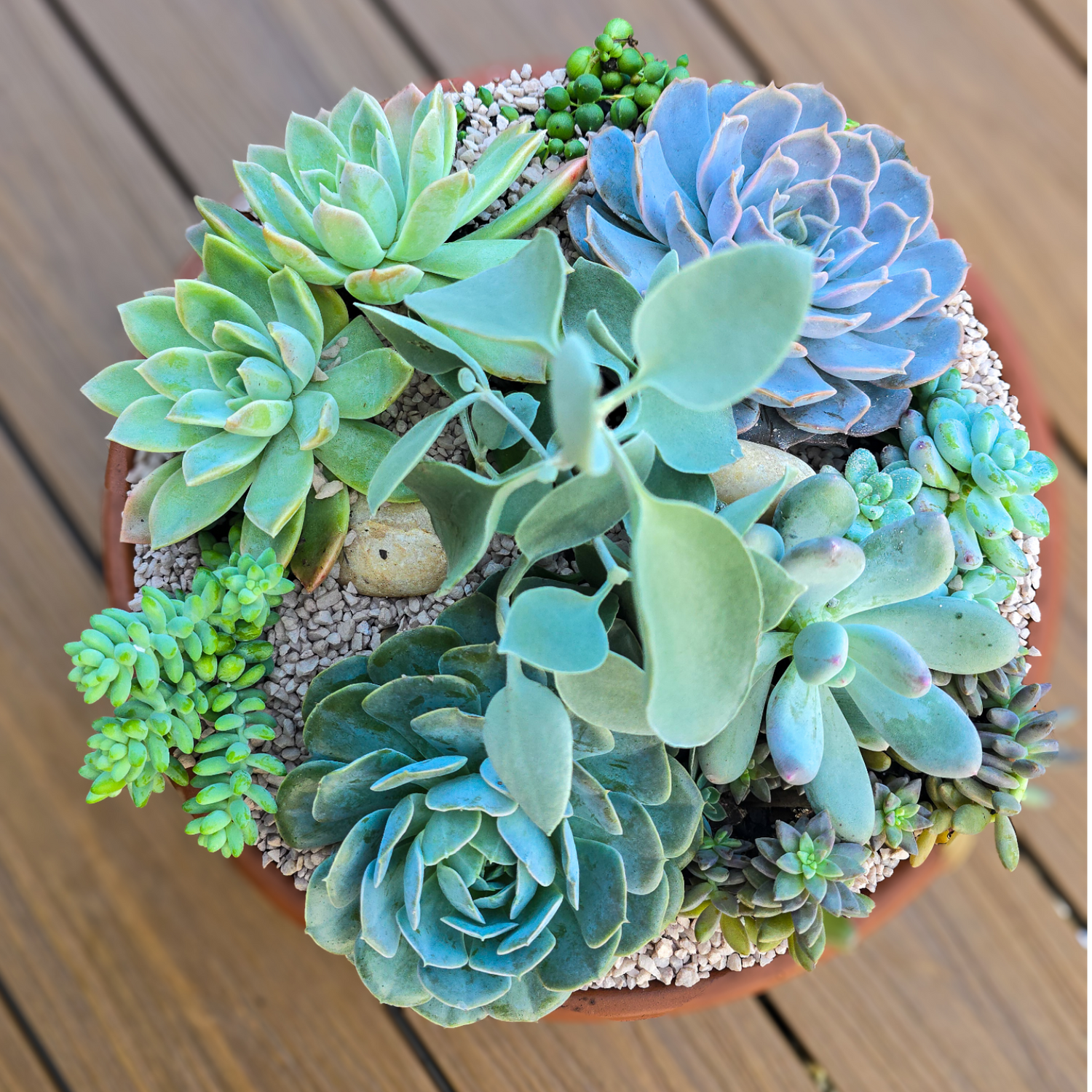 Plant Gift Ideas