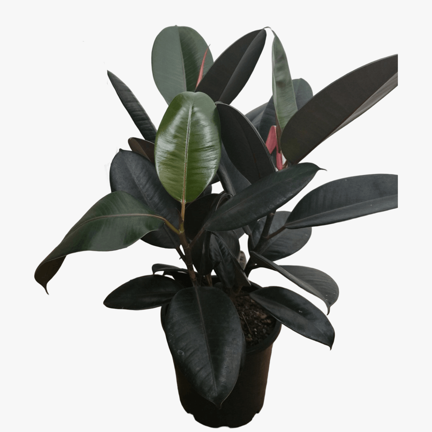 Ficus Elastica 'Burgundy'