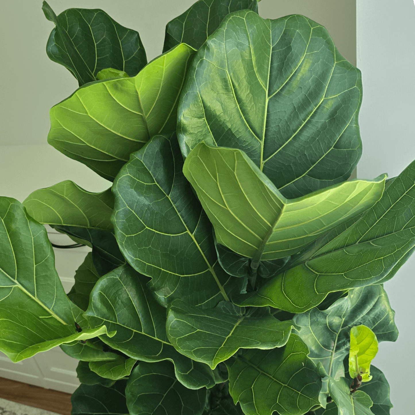 Ficus Lyrata 'Fiddle Leaf Fig'