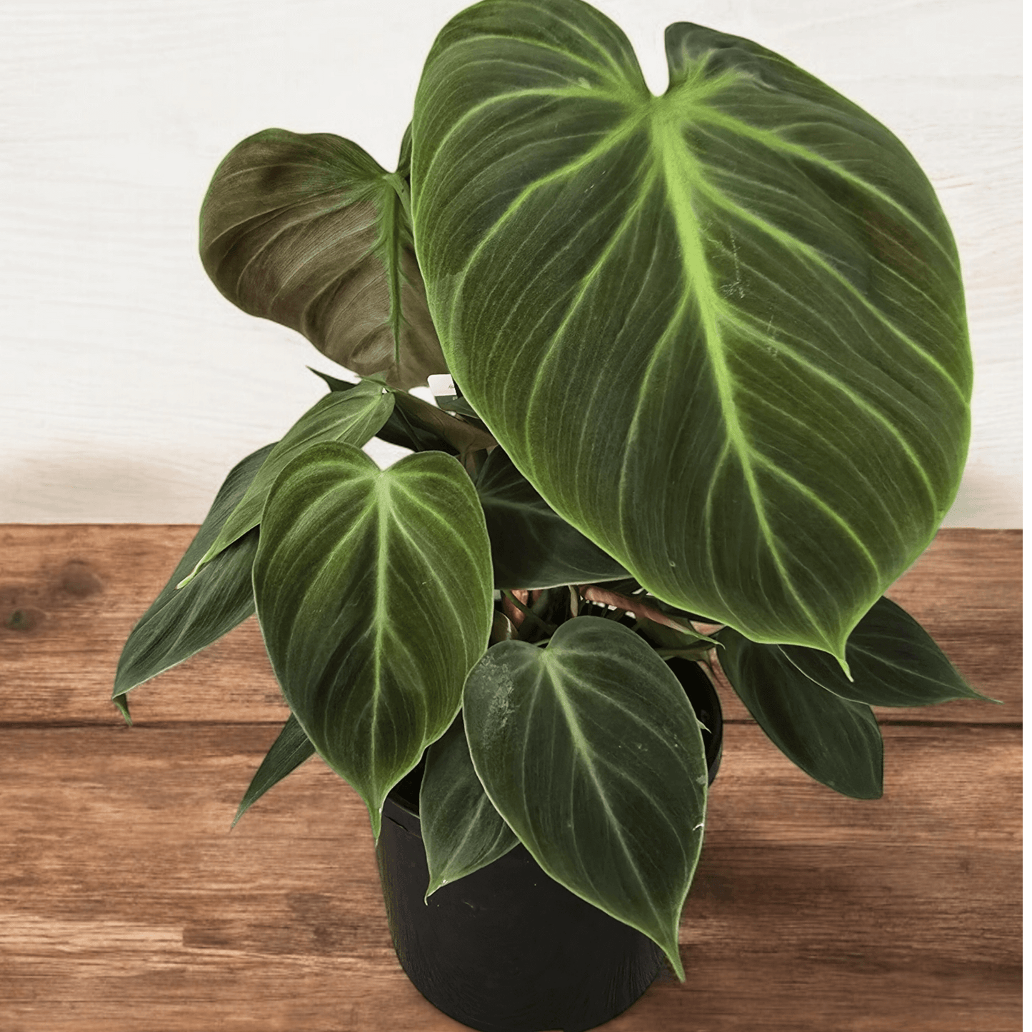 Philodendron El Choco Red