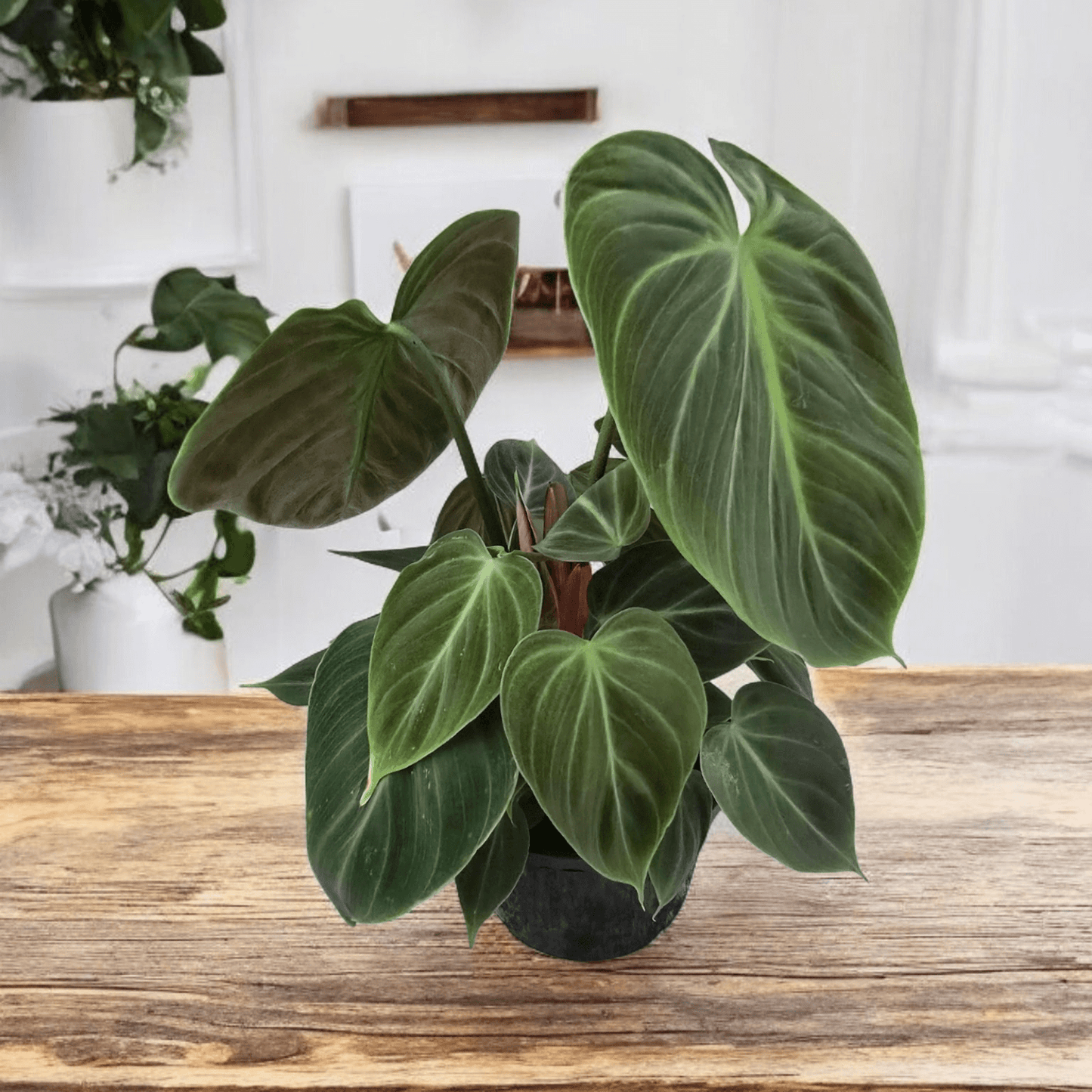 Philodendron El Choco Red