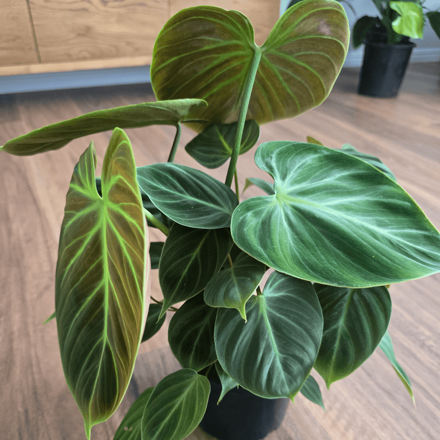 Philodendron El Choco Red