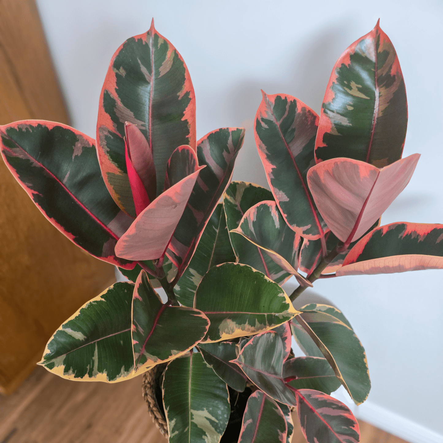 Ficus Elastica 'Ruby'
