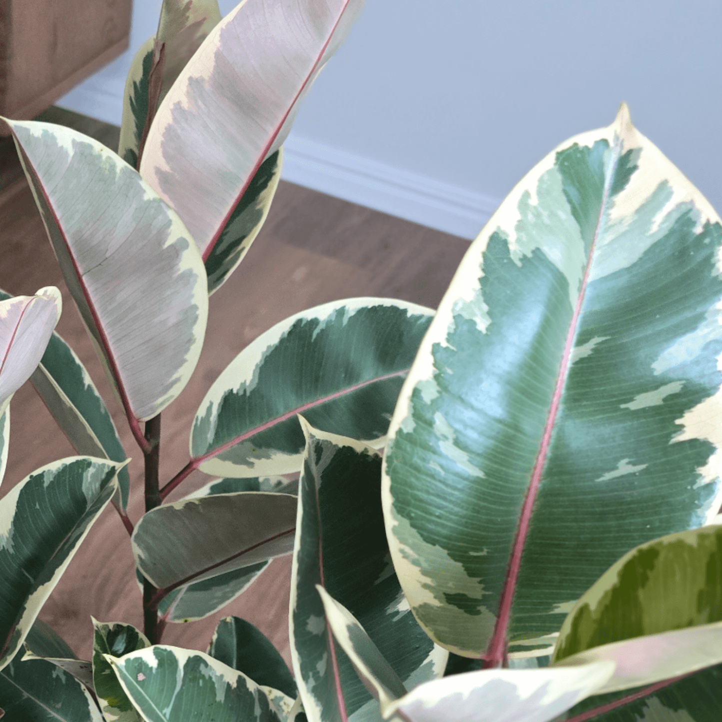 Ficus Elastica 'Tineke'