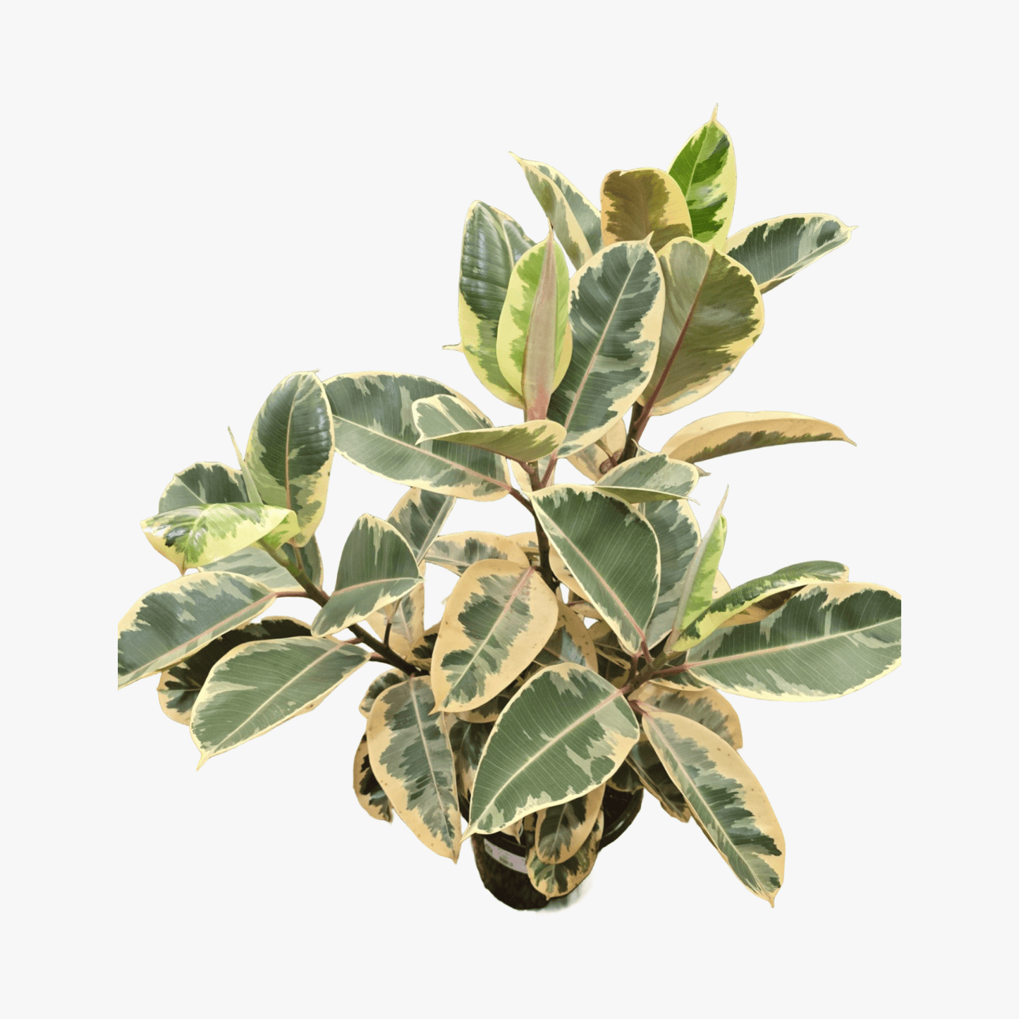 Ficus Elastica 'Tineke'