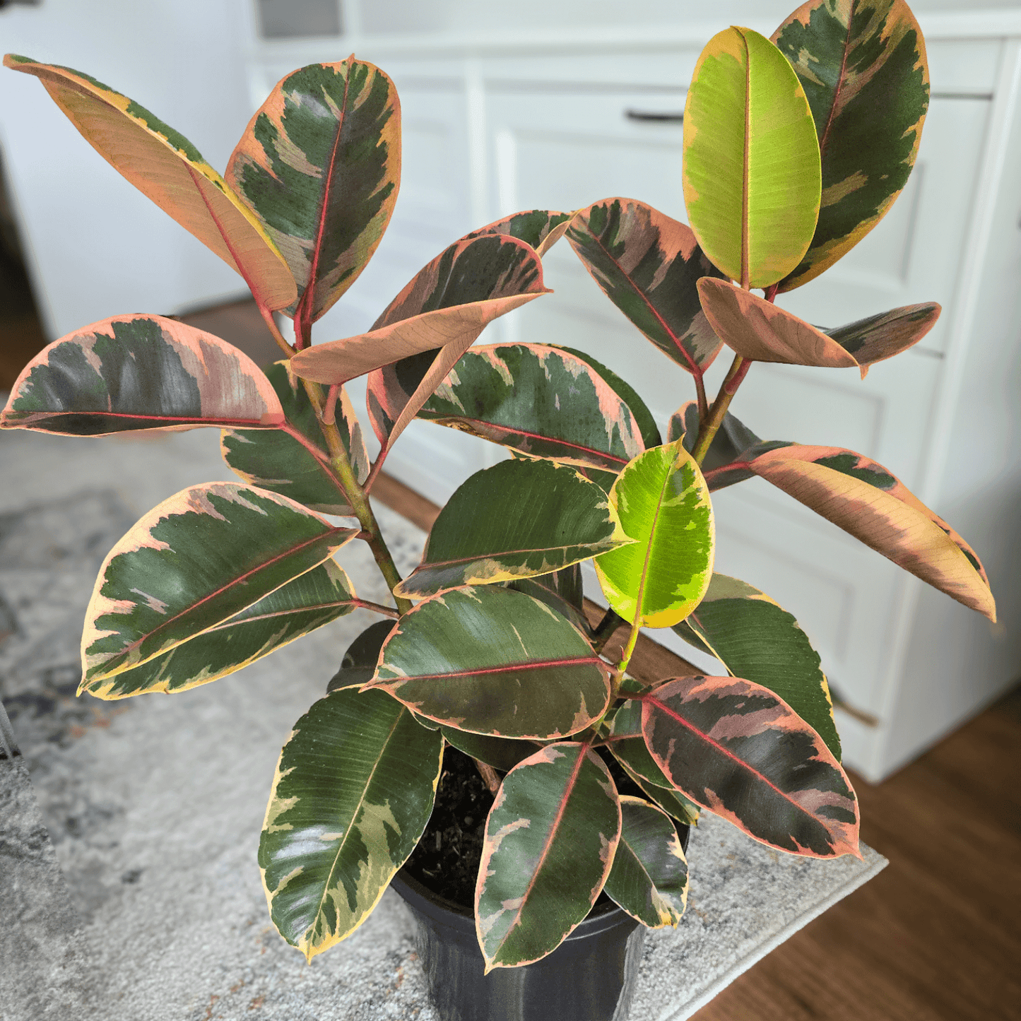Ficus Elastica 'Ruby'