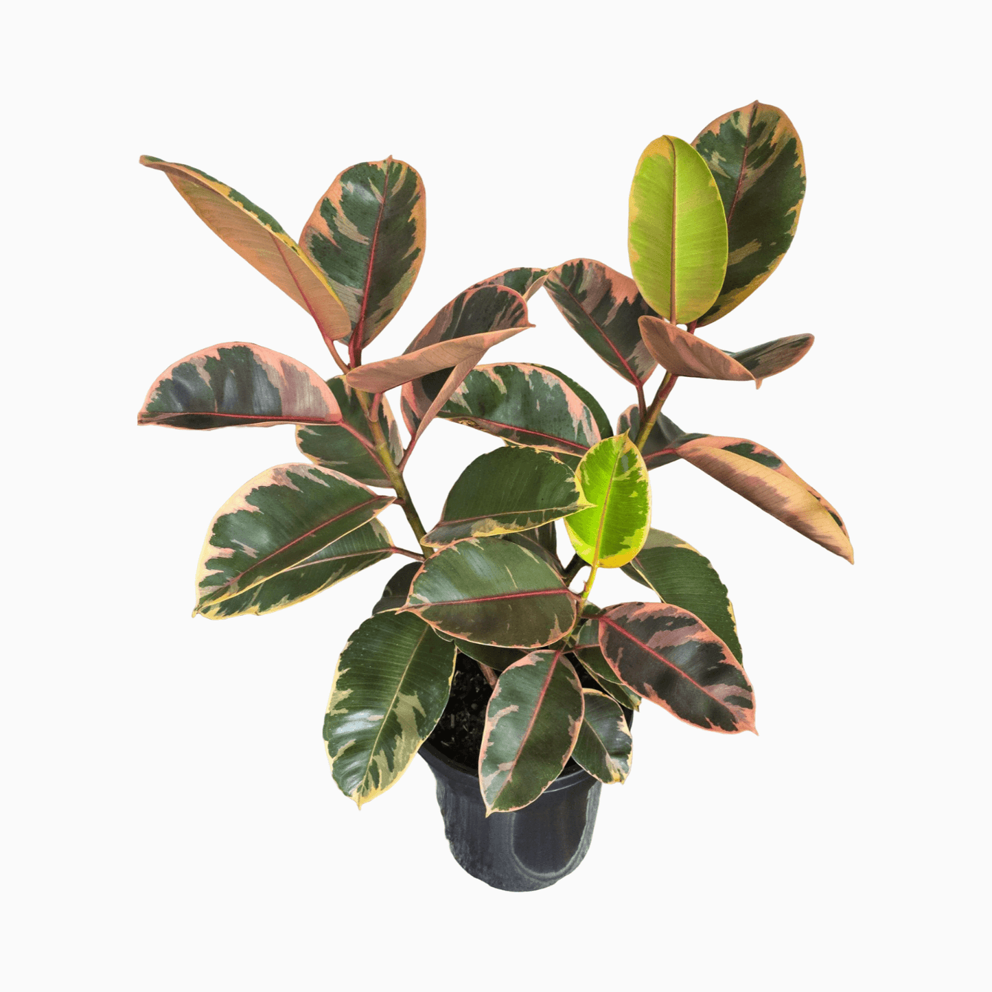 Ficus Elastica 'Ruby'