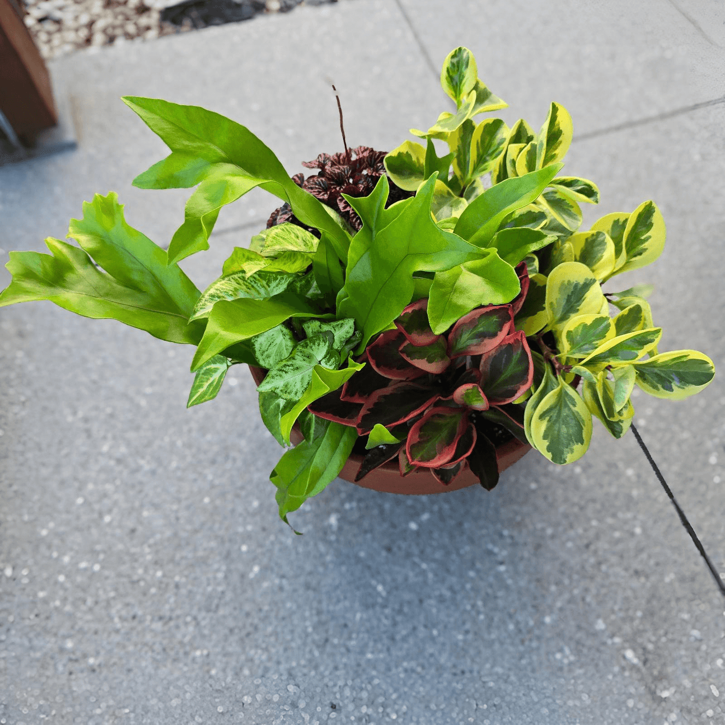 Foliage Bowl, Perfect Gift Idea, Low Maintenance Planted Bowl, Indoor Foliage Bowl