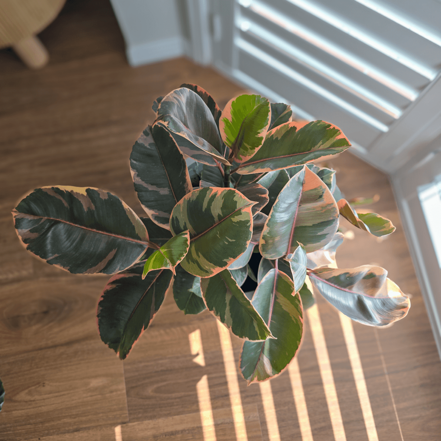 Ficus Elastica 'Ruby'