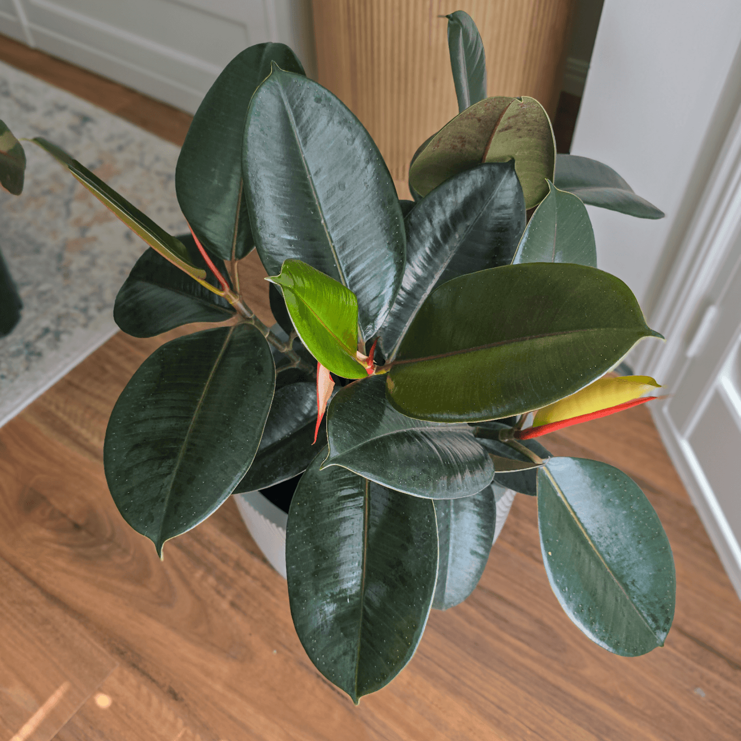 Ficus Elastica 'Burgundy'