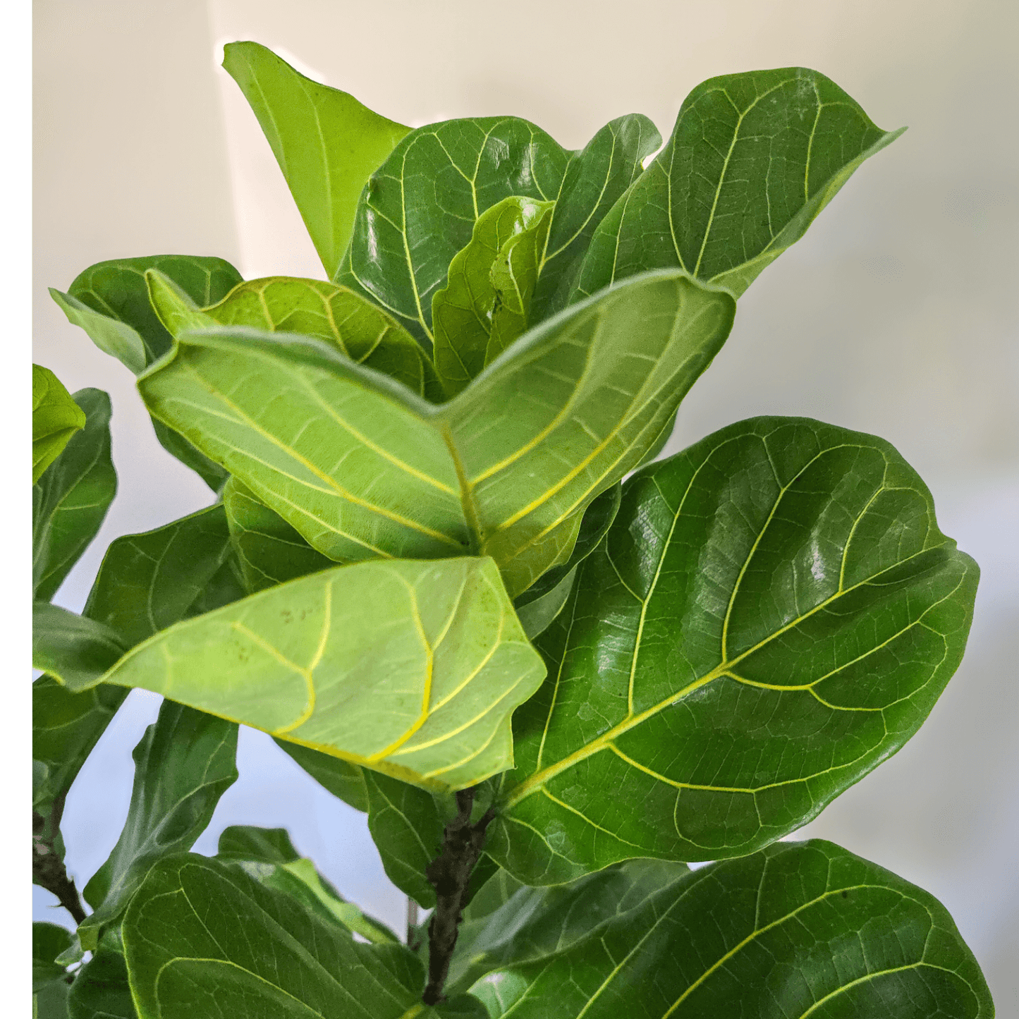 Ficus Lyrata 'Fiddle Leaf Fig'