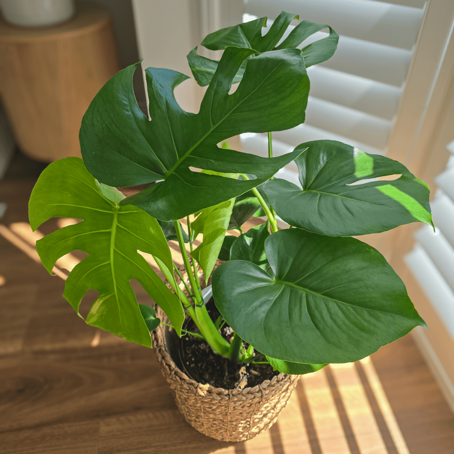 Monstera Swiss Cheese Plant