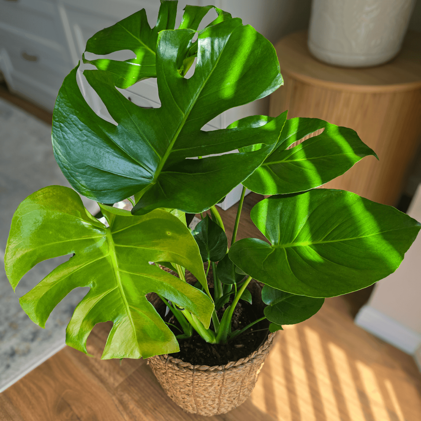 Monstera Swiss Cheese Plant