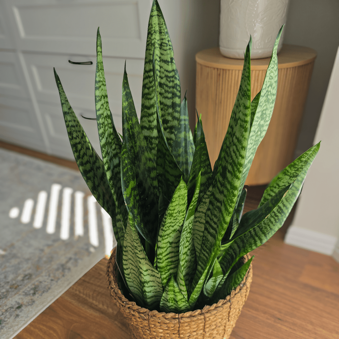 Sanseviera Low-Maintenance Indoor Plant, Air-purifying plant