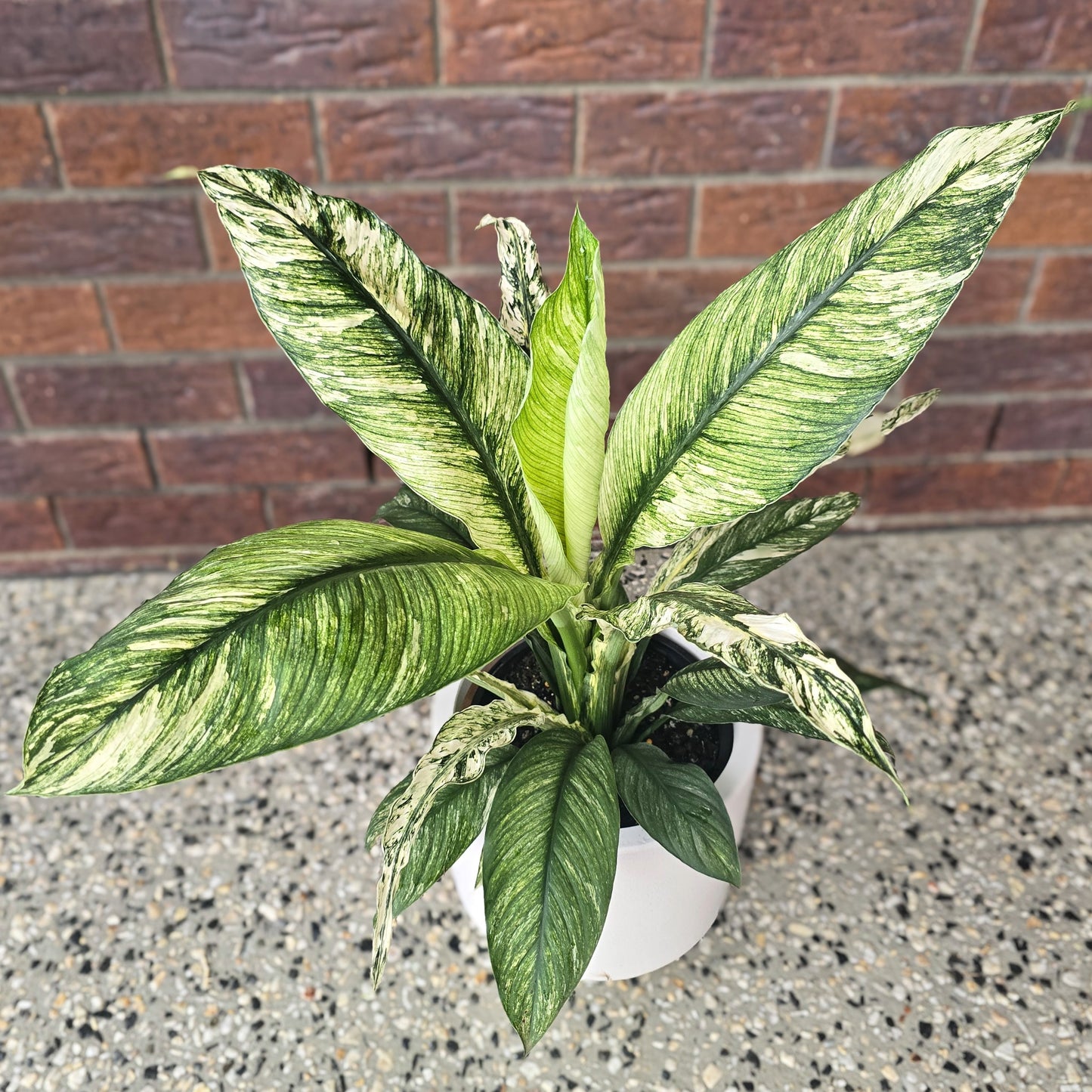 Variegated Peace Lily Plant with large green leaves in front of a brick wall in a white pot
