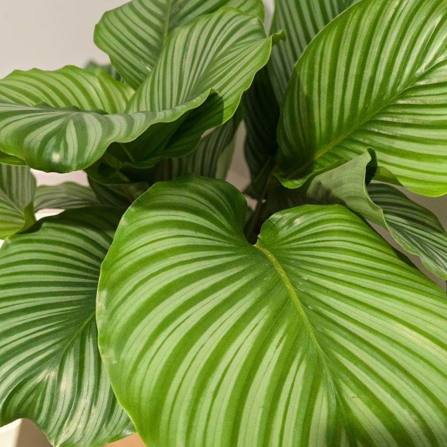 Pet Friendly Calathea Orbifolia in modern planter – air purifying, pet-safe, and easy to maintain.