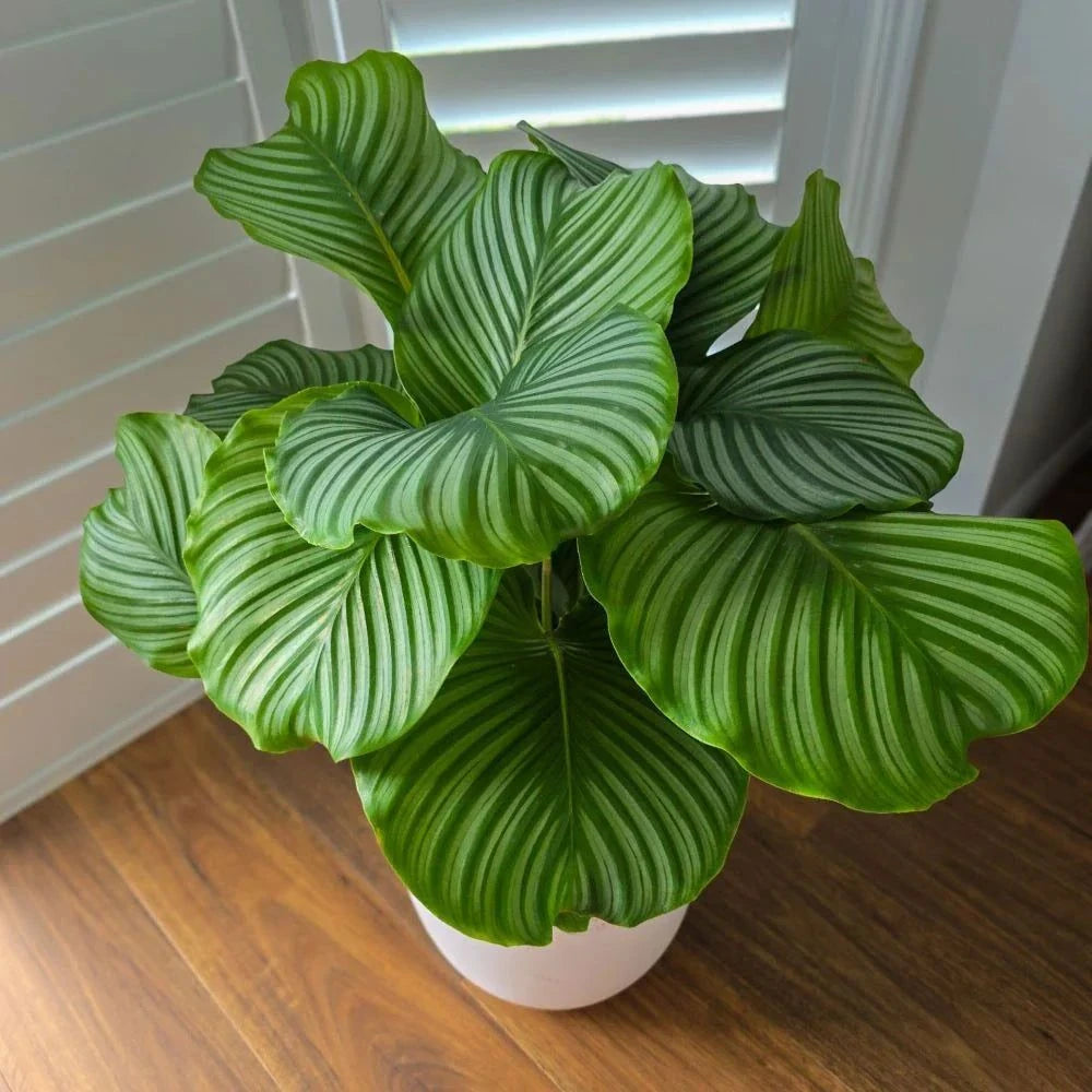Pet Friendly Calathea Orbifolia in modern planter – air purifying, pet-safe, and easy to maintain.