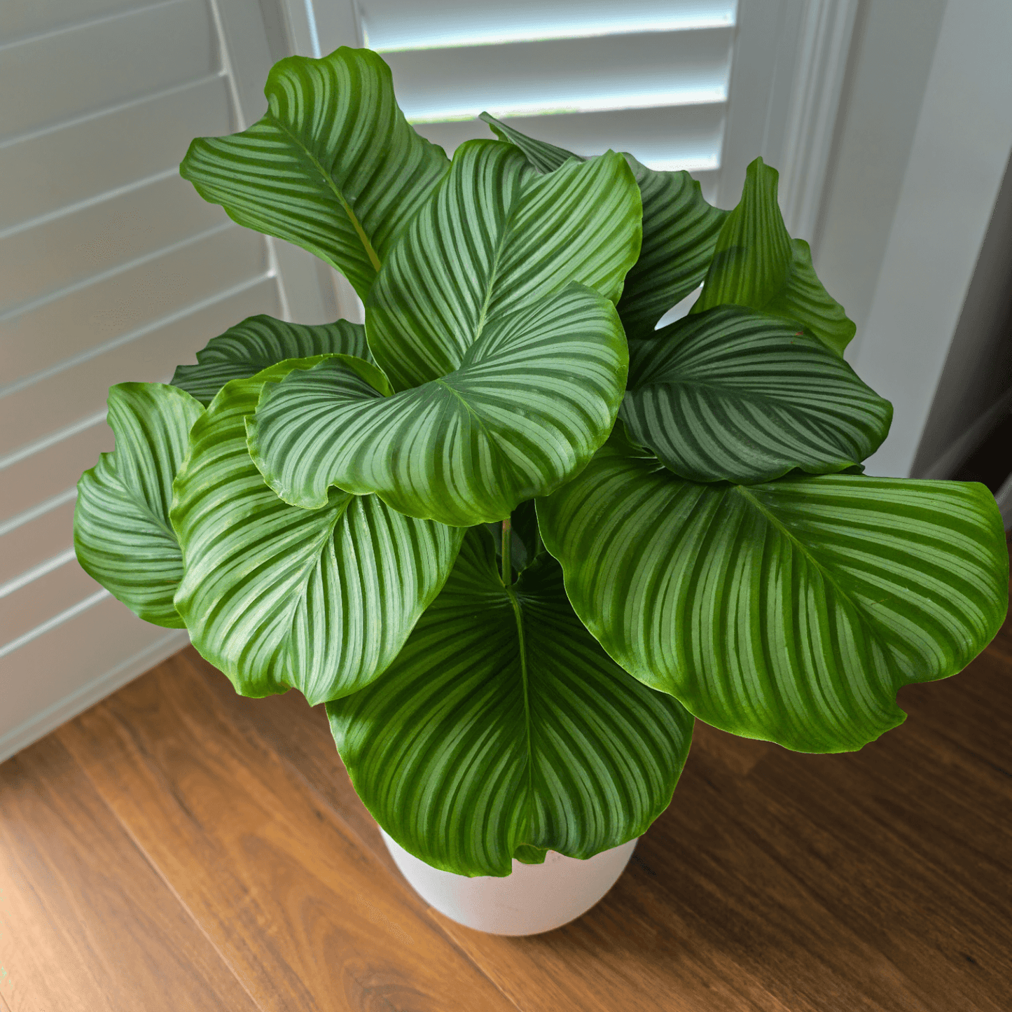 Pet Friendly Calathea Orbifolia, air purifying plant, pet-safe plant , easy to maintain plant