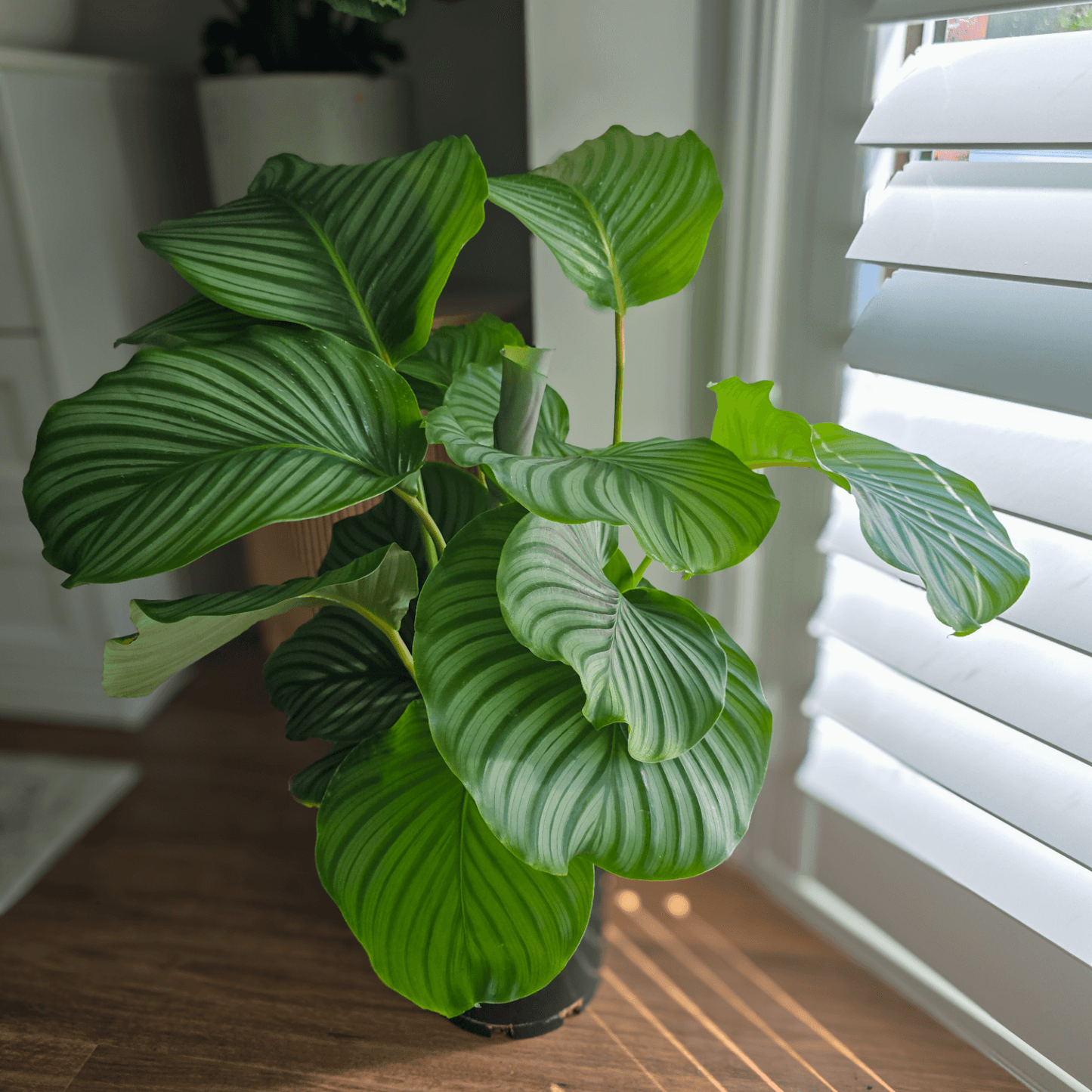 Pet Friendly Calathea Orbifolia, air purifying plant, pet-safe plant , easy to maintain plant