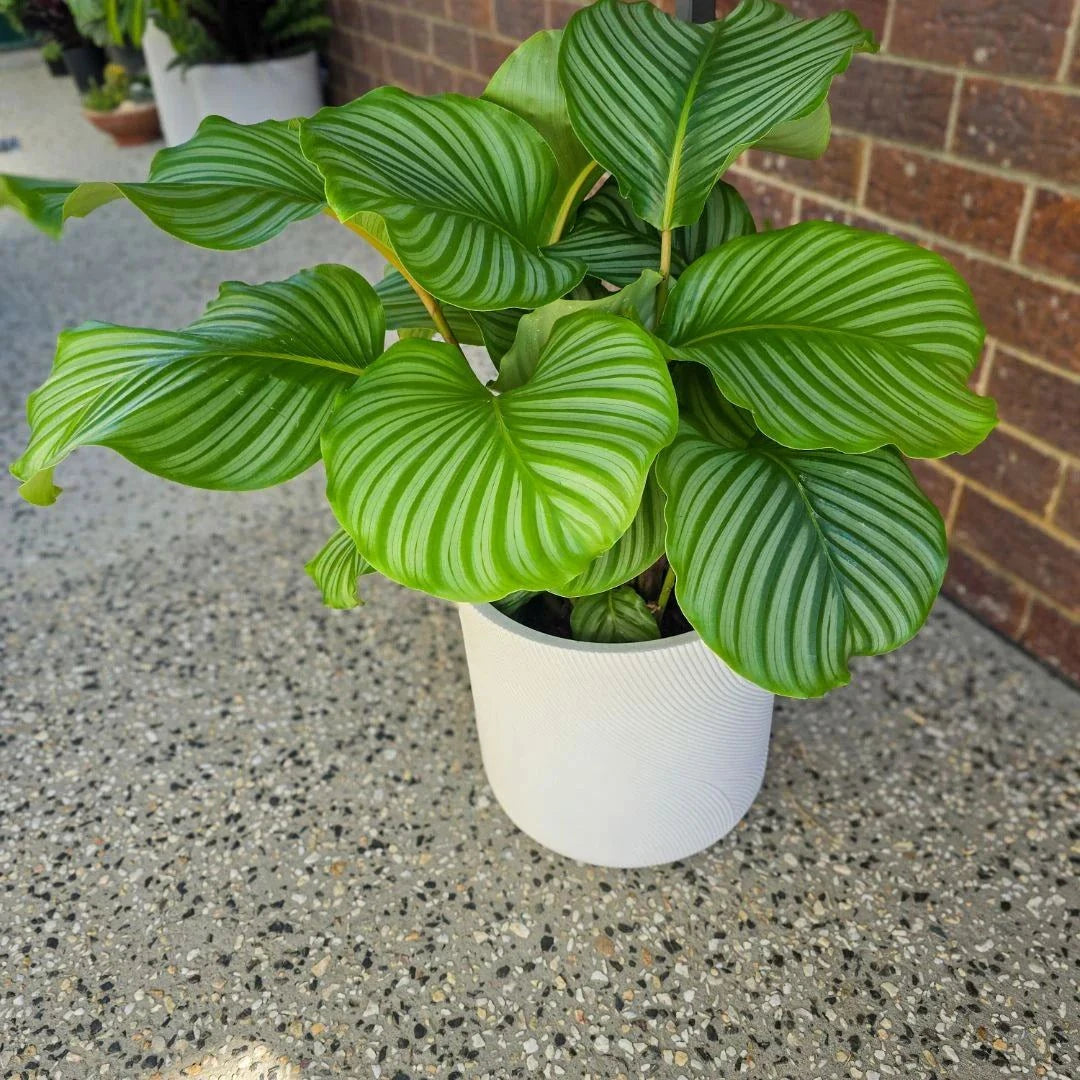 Pet Friendly Calathea Orbifolia in modern planter – air purifying, pet-safe, and easy to maintain.