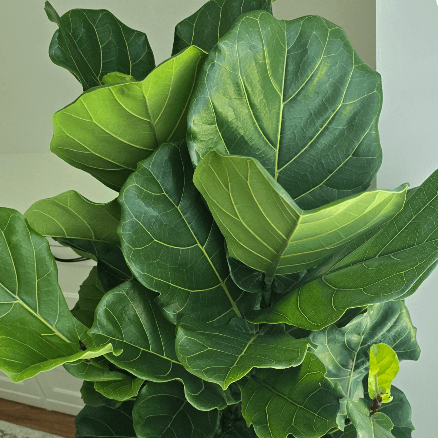 large fiddle leaf fig leaves close up picture
