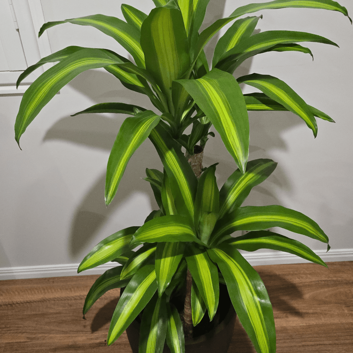 Dracaena Massangeana Happy Plant – perfect low light, air purifying plant for homes and offices, Easy to care for Indoor Plant, Best Indoor Plant Brisbane