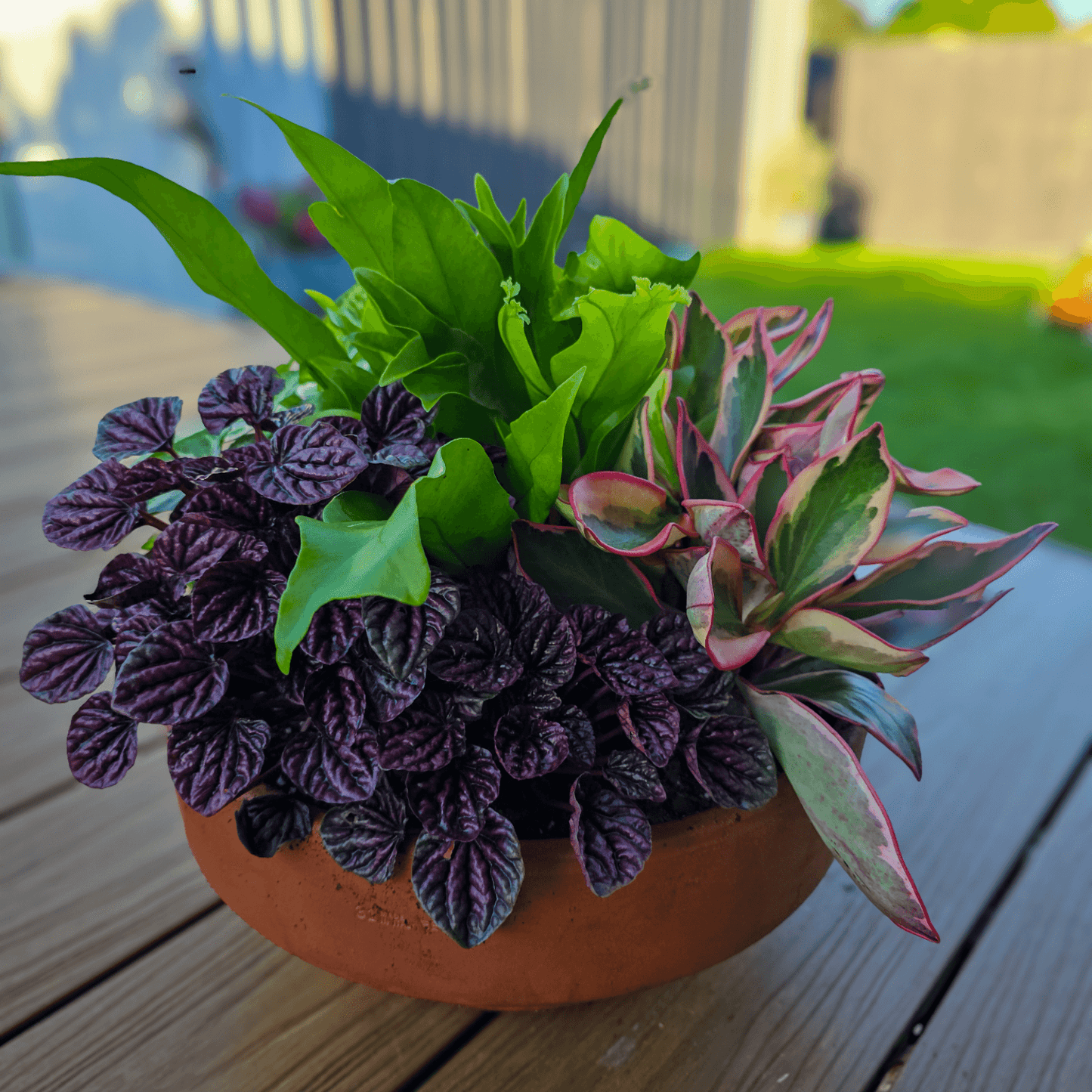 Foliage Bowl, Perfect Gift Idea, Low Maintenance Planted Bowl, Indoor Foliage Bowl