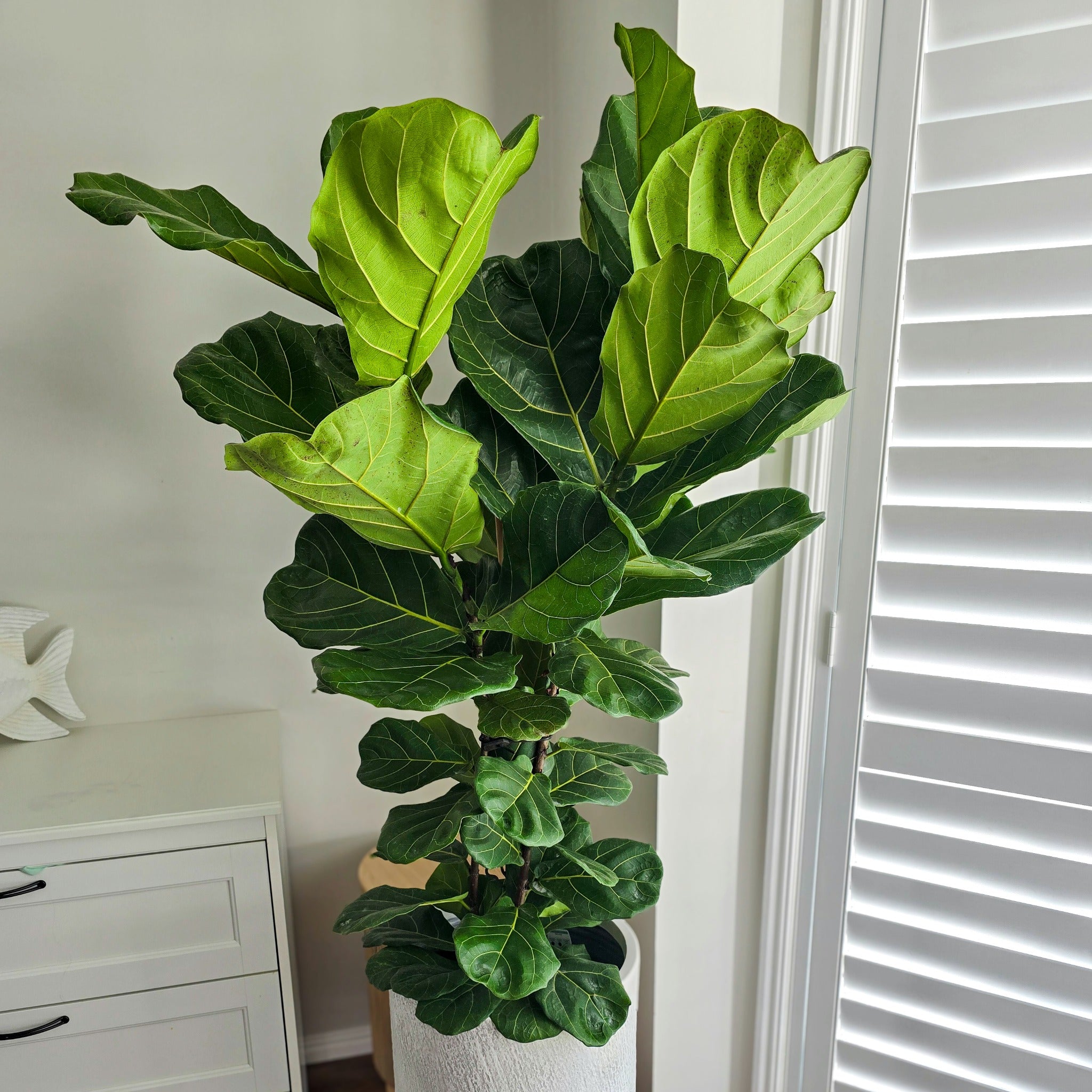 fiddle leaf fig tree ikea Large Fiddle Leaf Fig – Ficus lyrata Indoor Plant Brisbane – Jungle Joy  Plants and Co
