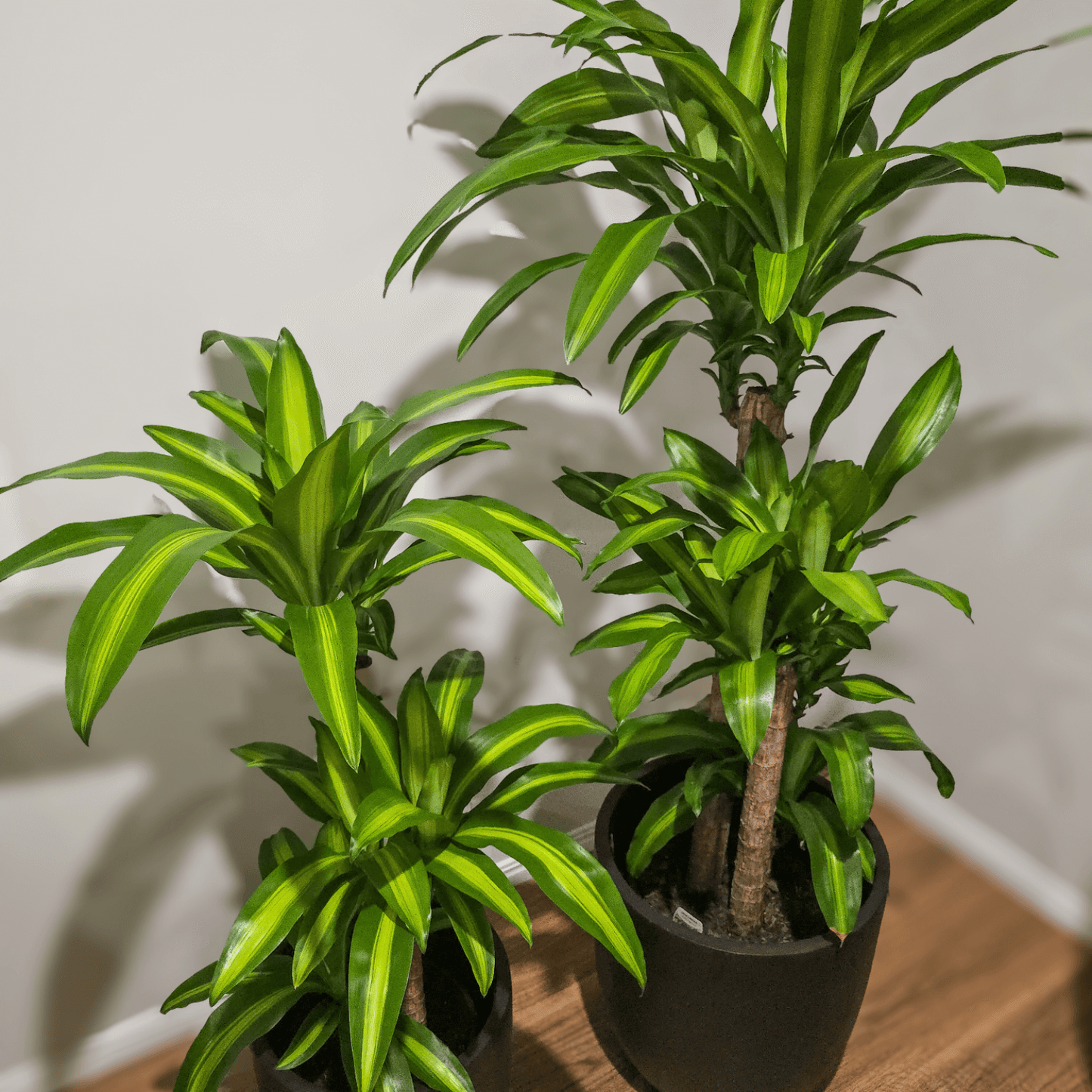 Dracaena Massangeana Happy Plant – perfect low light, air purifying plant for homes and offices, Easy to care for Indoor Plant, Best Indoor Plants Brisbane