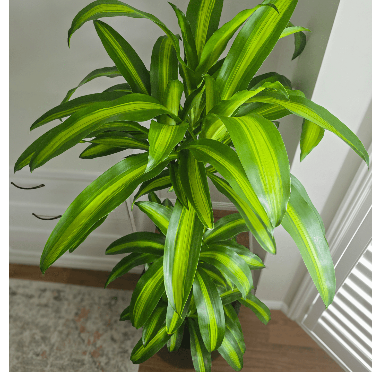 Dracaena Massangeana Happy Plant – perfect low light, air purifying plant for homes and offices, Easy to care for Indoor Plant, Best Indoor Plants Brisbane