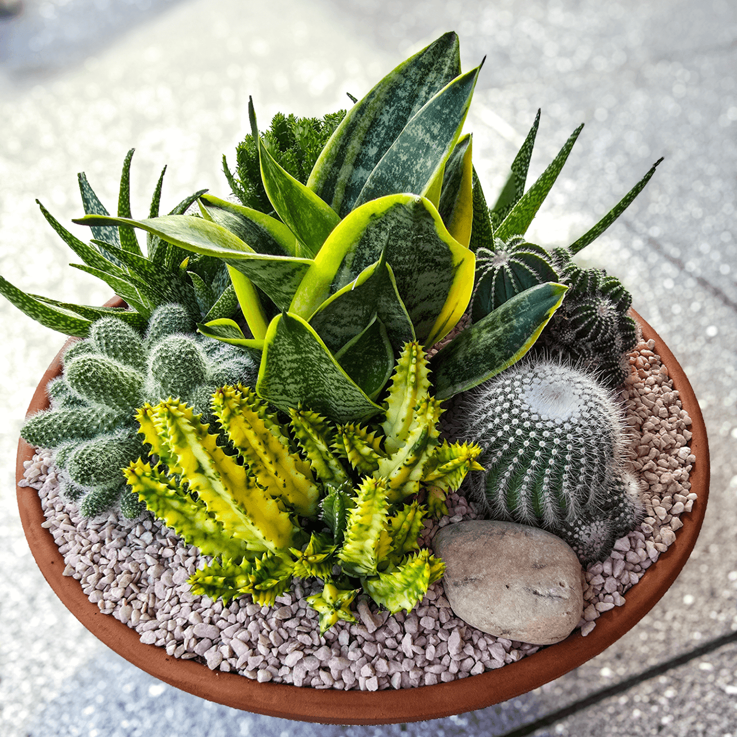 Low maintenance plant bowl featuring succulents and cacti – perfect gift delivered straight to your doorstep. Succulent and Cacti Planted Bowl- Brisbane