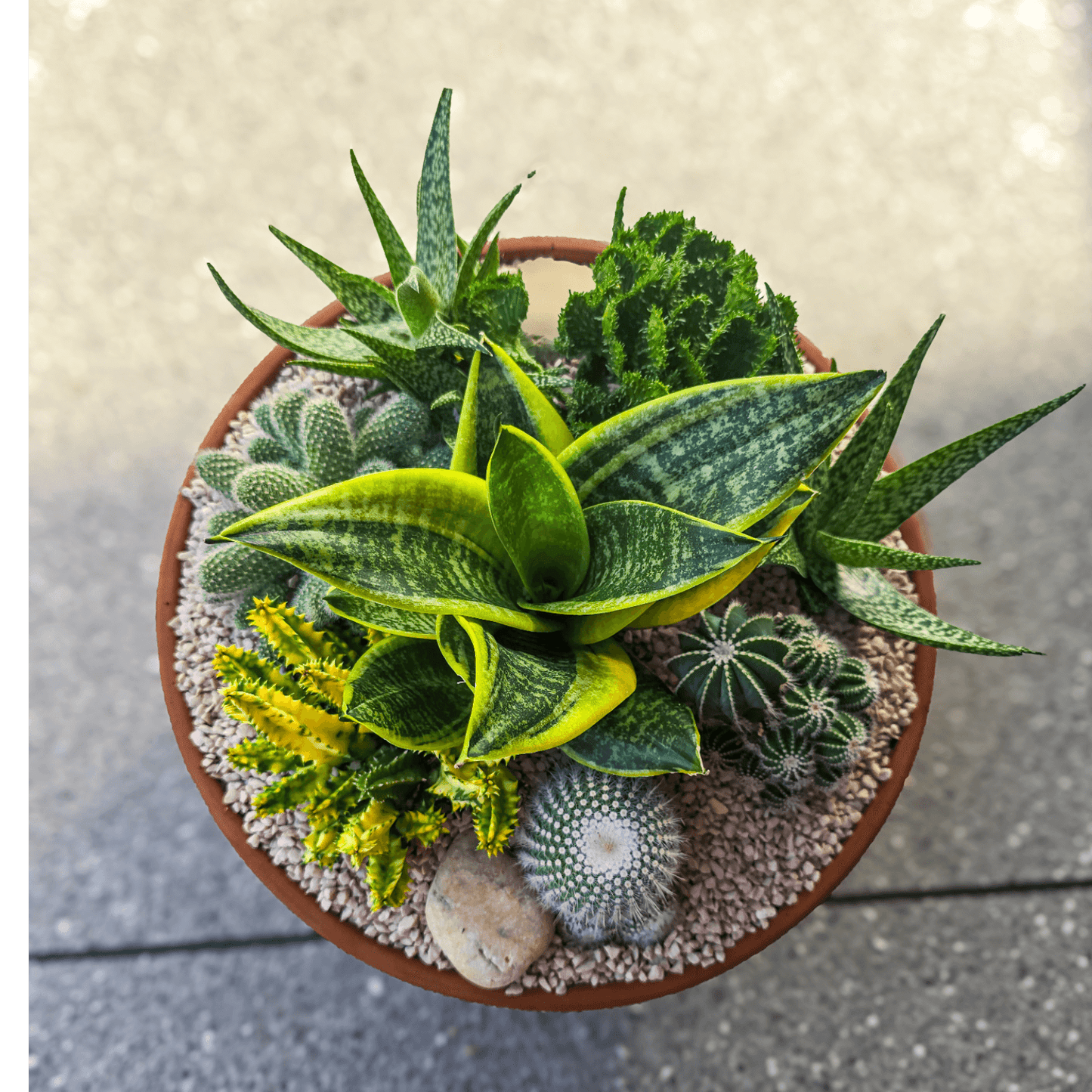Low maintenance plant bowl featuring succulents and cacti – perfect gift delivered straight to your doorstep.