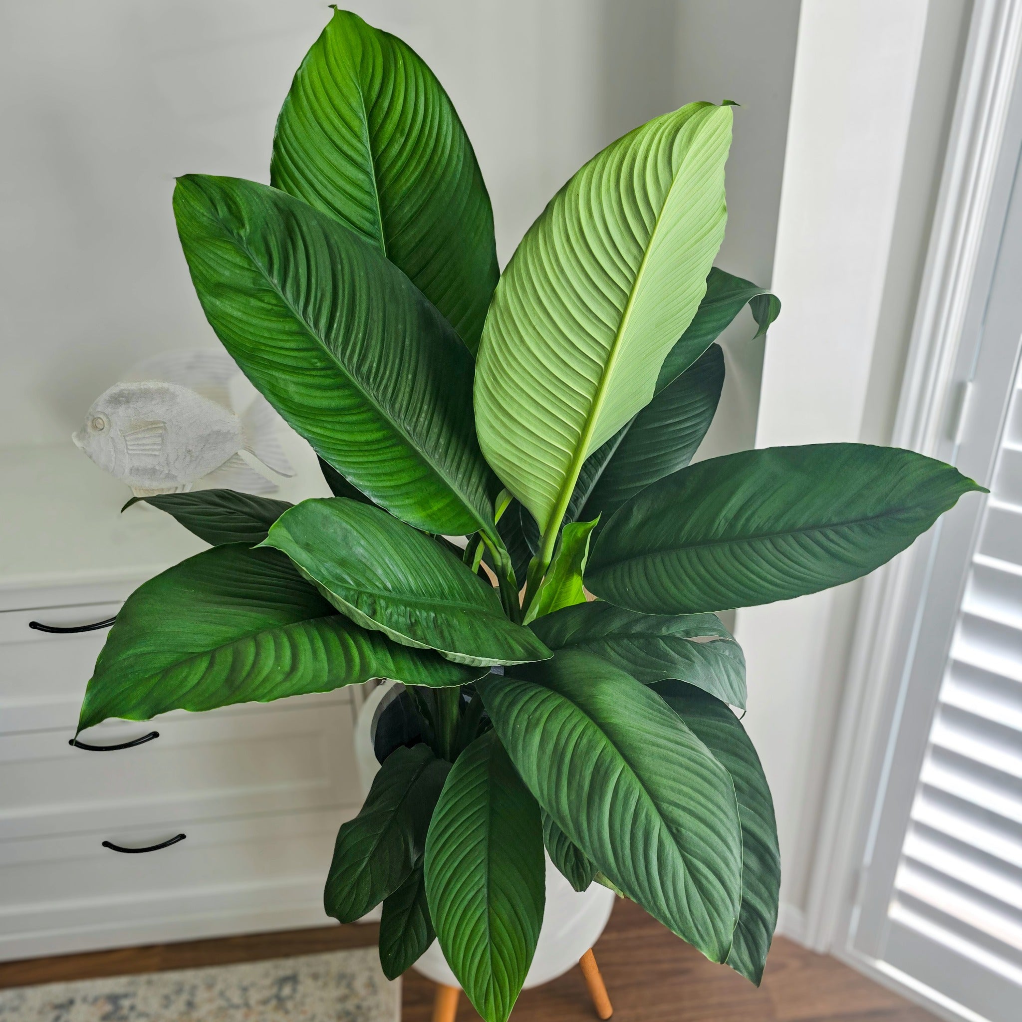 Peace Lily (Spathiphyllum Sensation) – Jungle Joy Plants and Co
