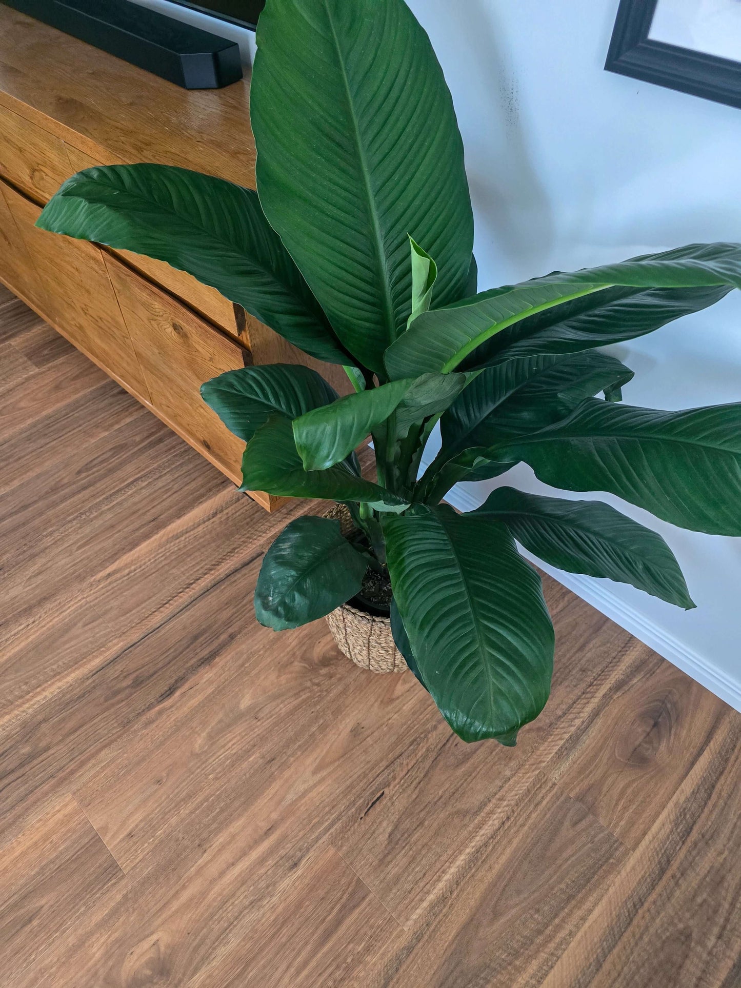 Peace Lily, Spathiphyllum Sensation, Best Indoor Plant, Best Indoor Plant for Brisbane, Best Air purifier, Easy to care plant, Low maintenance plan