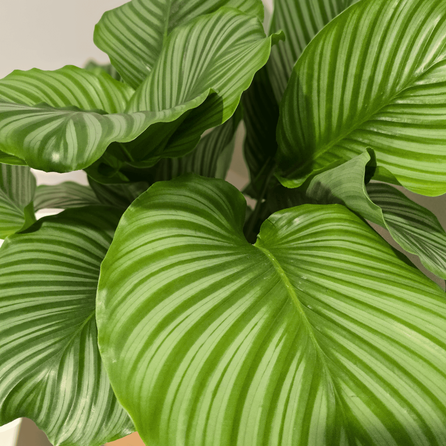 Pet Friendly Calathea Orbifolia, air purifying plant, pet-safe plant , easy to maintain plant