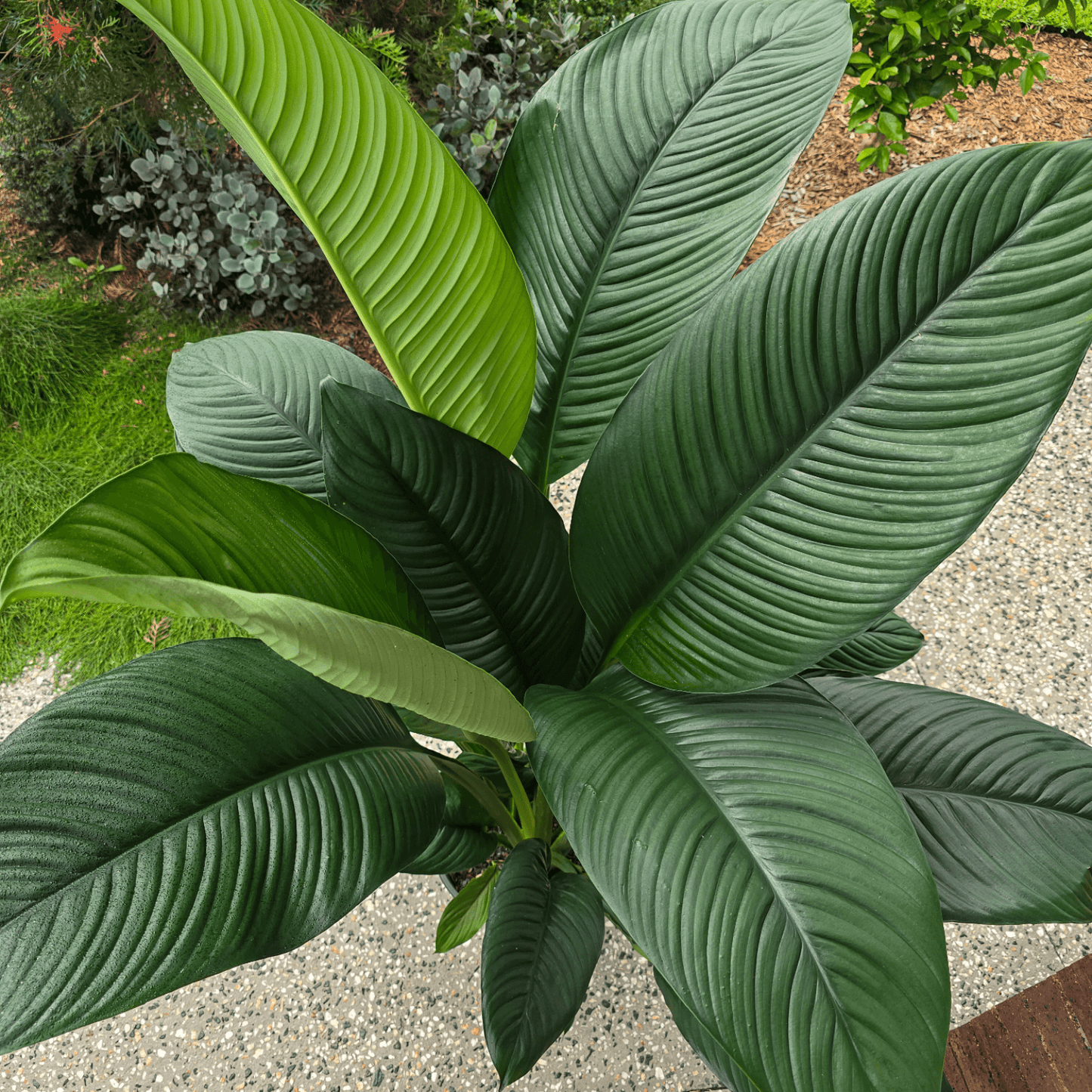 Peace Lily, Spathiphyllum Sensation, Best Indoor Plant, Best Indoor Plant for Brisbane, Best Air purifier, Easy to care plant, Low maintenance plan