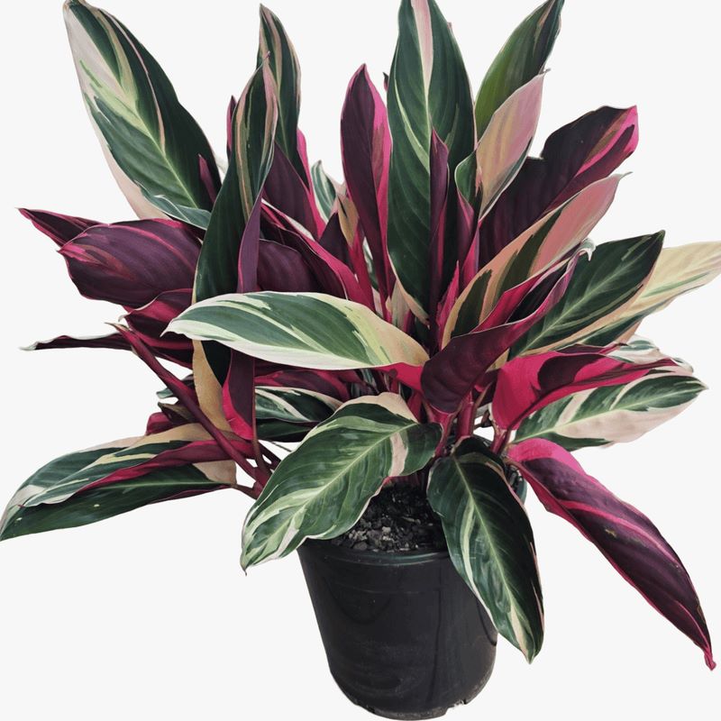 Pet friendly houseplant, easy to care indoor plant, air purifier, white, green, pink, variegated indoor plant, colorful foliage, low maintenance