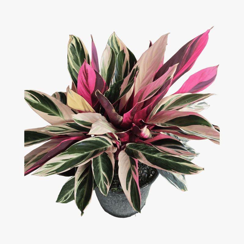 Pet friendly houseplant, easy to care indoor plant, air purifier, white, green, pink, variegated indoor plant, colorful foliage, low maintenance