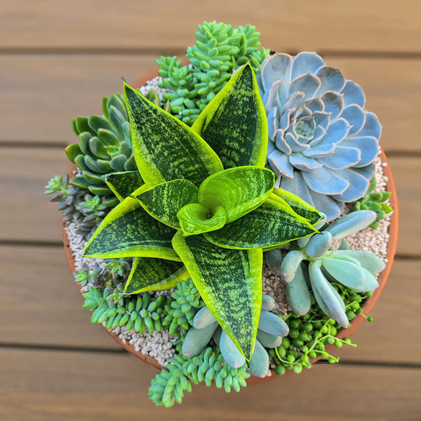 Handcrafted succulent bowl with mixed low-maintenance plants. Easy-care plant arrangement delivered straight to your door. Planted Succulent Bowl, Planted Gift Idea, Perfect Gift, Gift that will last