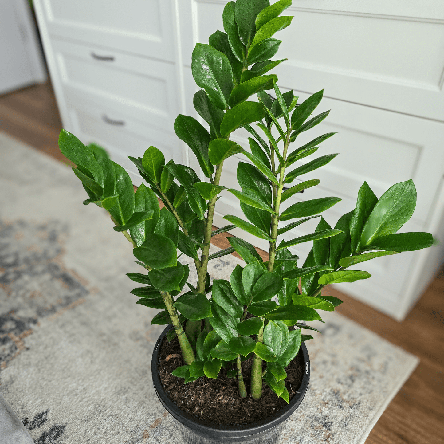 Zanzibar Gem, Zanzibar Plant, ZZ Plant,
Zamioculcas zamiifolia, low maintenance indoor plant,
air-purifying houseplant,
indoor plant Brisbane,
best plant for beginners