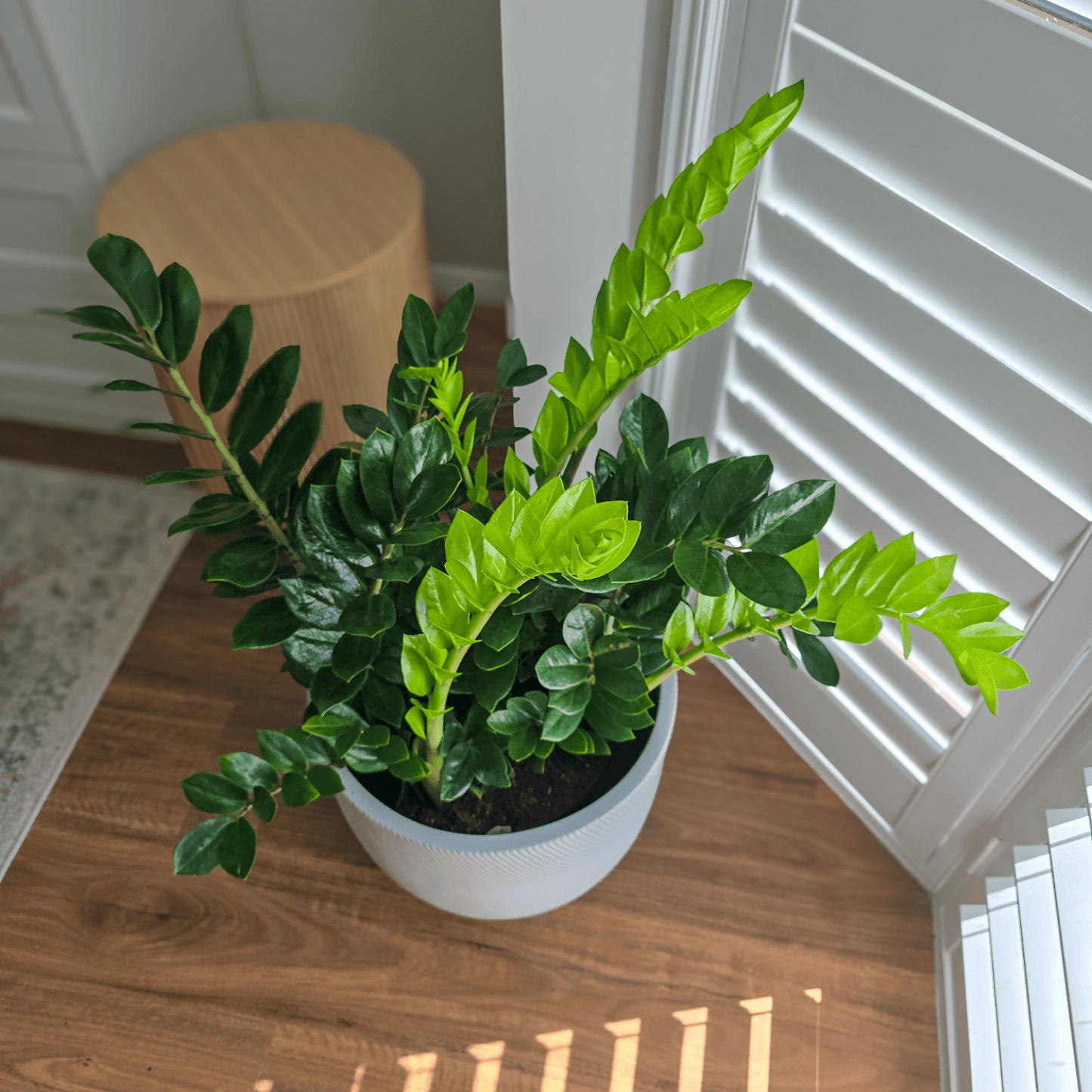 Zanzibar Gem, Zanzibar Plant, ZZ Plant,
Zamioculcas zamiifolia, low maintenance indoor plant,
air-purifying houseplant,
indoor plant Brisbane,
best plant for beginners