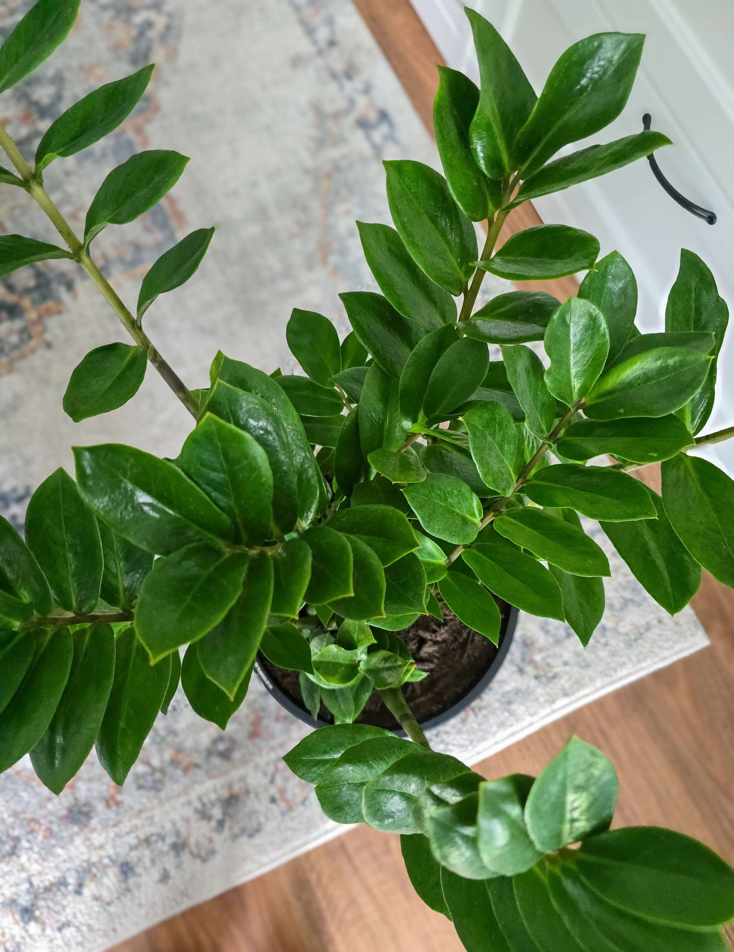 Zanzibar Gem, Zanzibar Plant, ZZ Plant,
Zamioculcas zamiifolia, low maintenance indoor plant,
air-purifying houseplant,
indoor plant Brisbane,
best plant for beginners