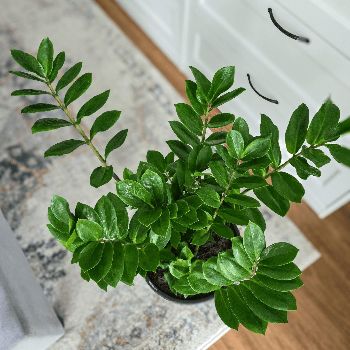 Zanzibar Gem, Zanzibar Plant, ZZ Plant,
Zamioculcas zamiifolia, low maintenance indoor plant,
air-purifying houseplant,
indoor plant Brisbane,
best plant for beginners