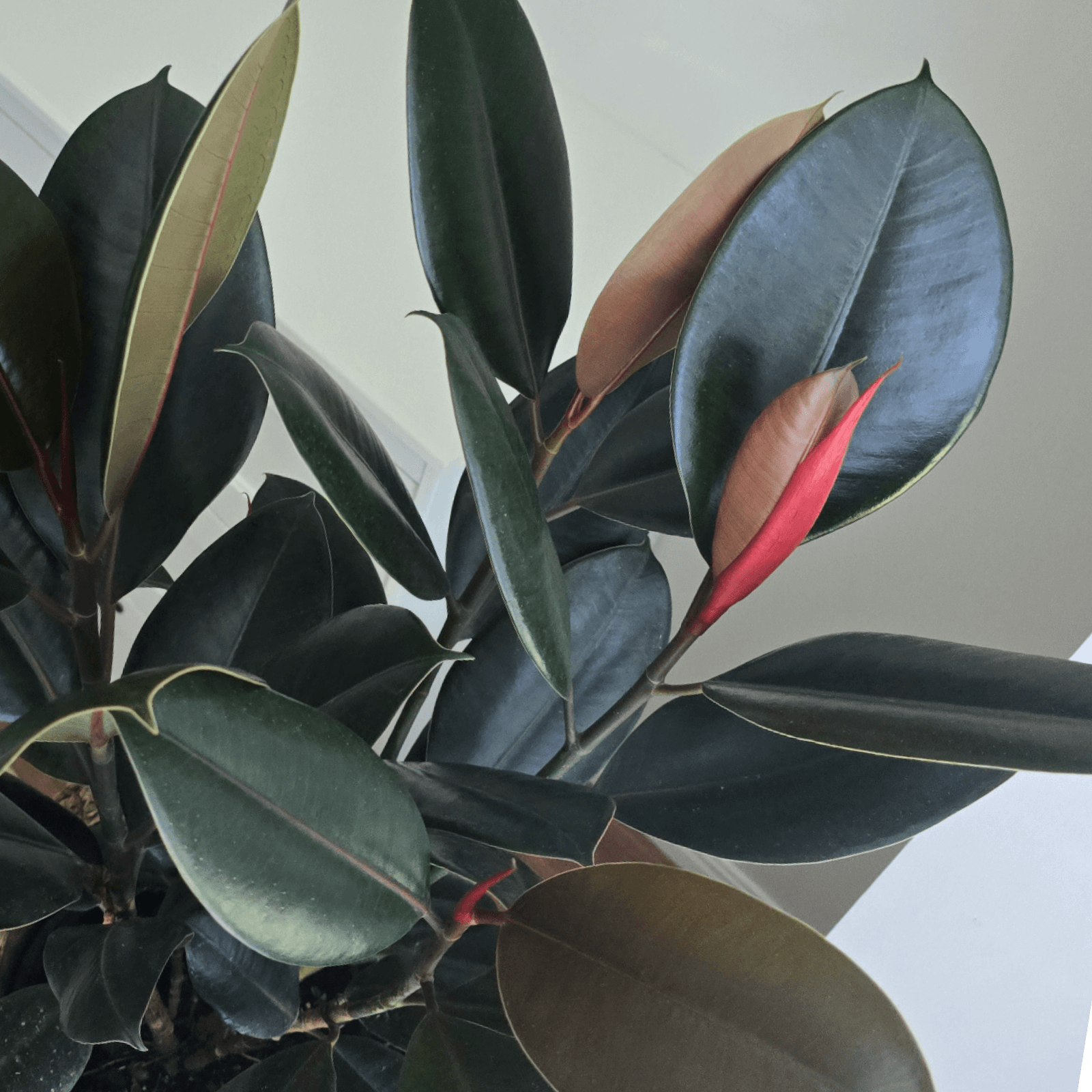 Ficus Elastica 'Burgundy'