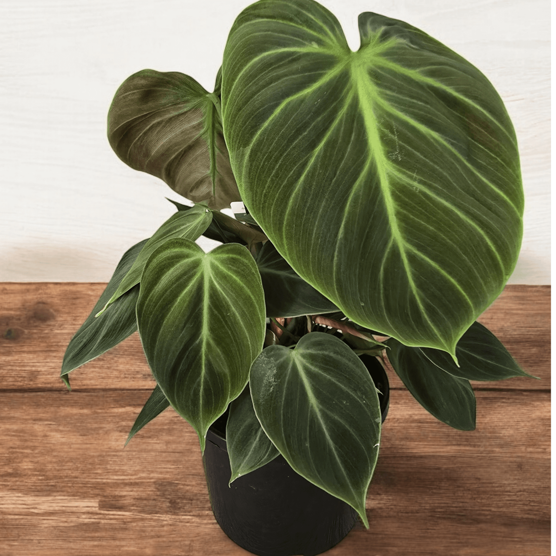Philodendron El Choco Red
