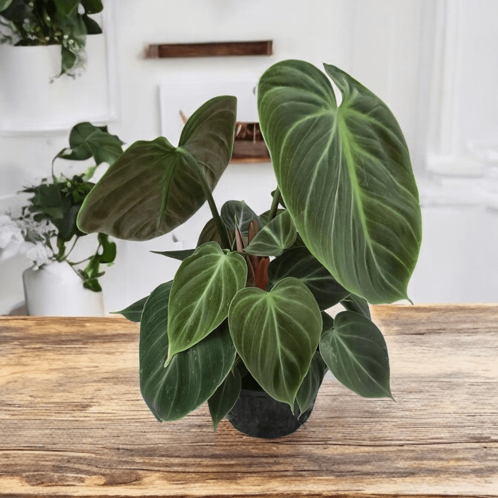 Philodendron El Choco Red