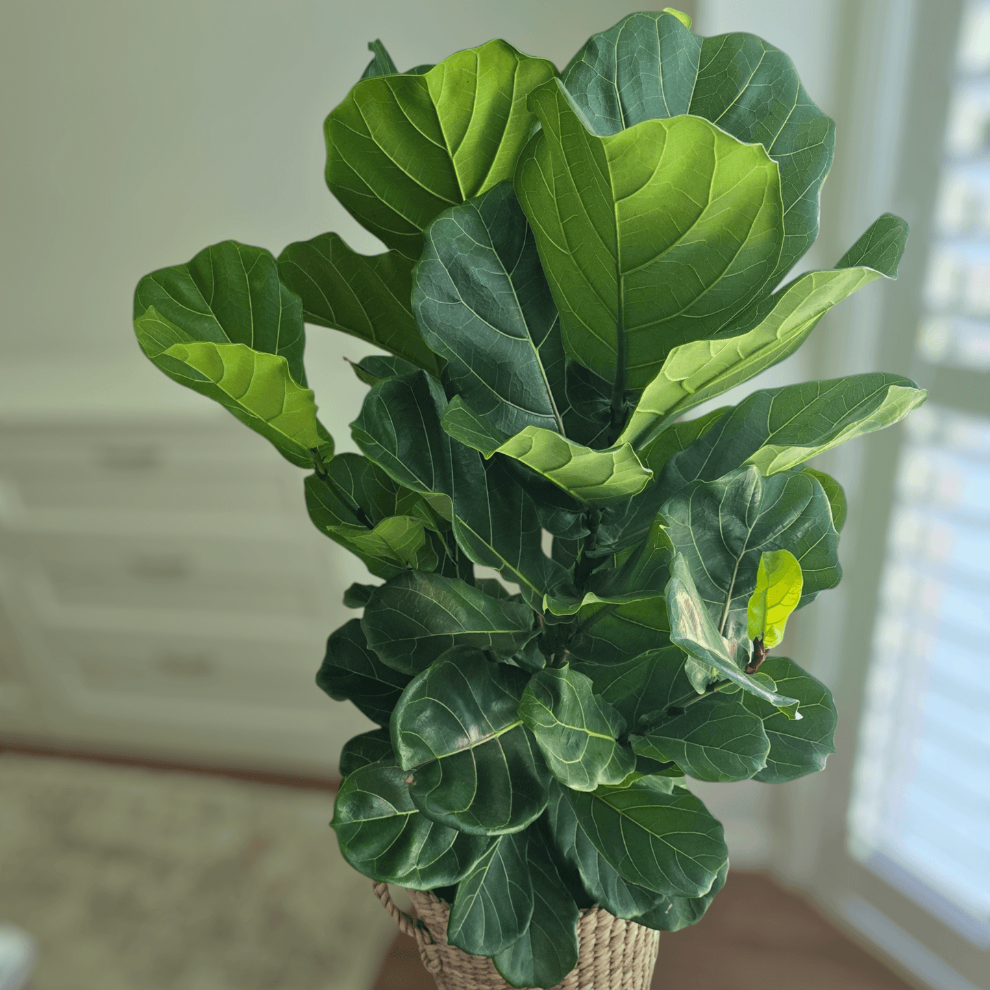 Ficus Lyrata 'Fiddle Leaf Fig' with large, violin-shaped leaves in living room setting.