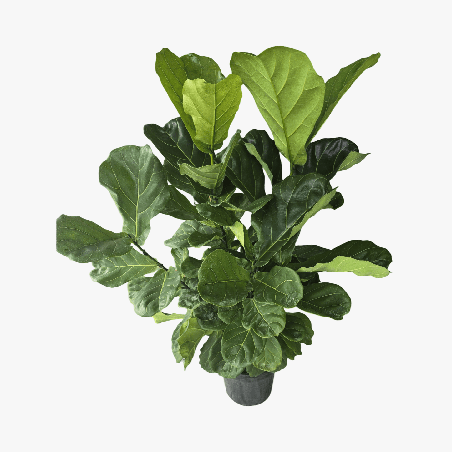 Ficus Lyrata 'Fiddle Leaf Fig'
