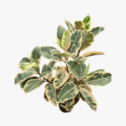 Ficus Elastica 'Tineke'