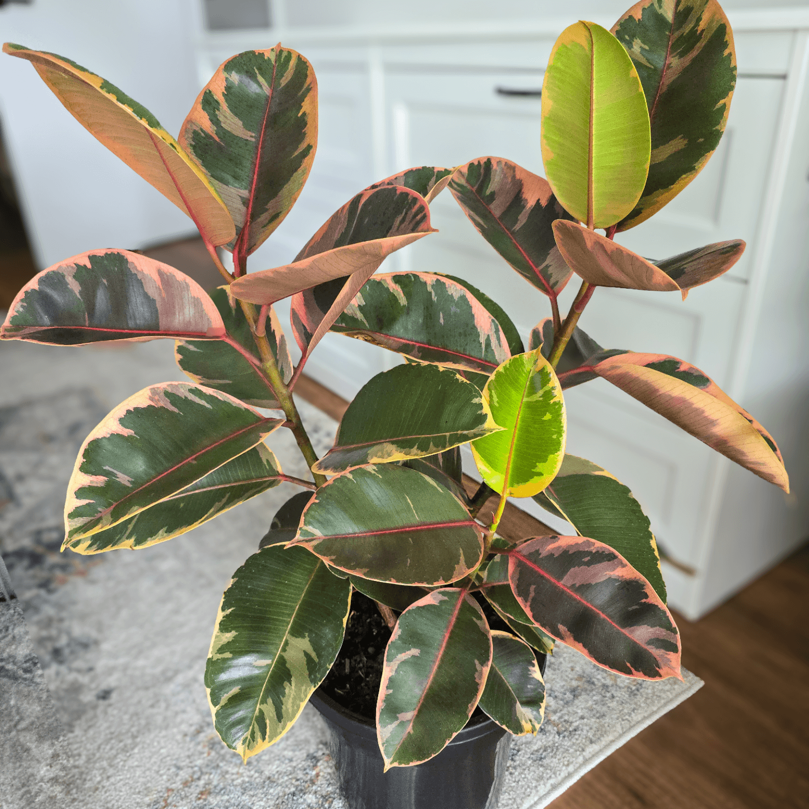 Ficus Elastica 'Ruby'